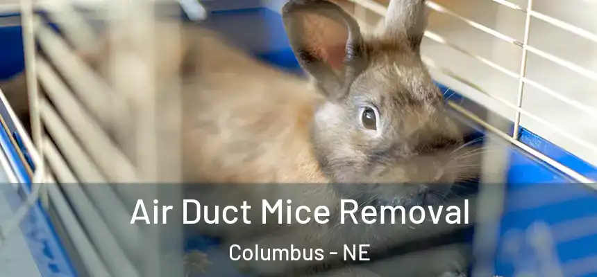 Air Duct Mice Removal Columbus - NE