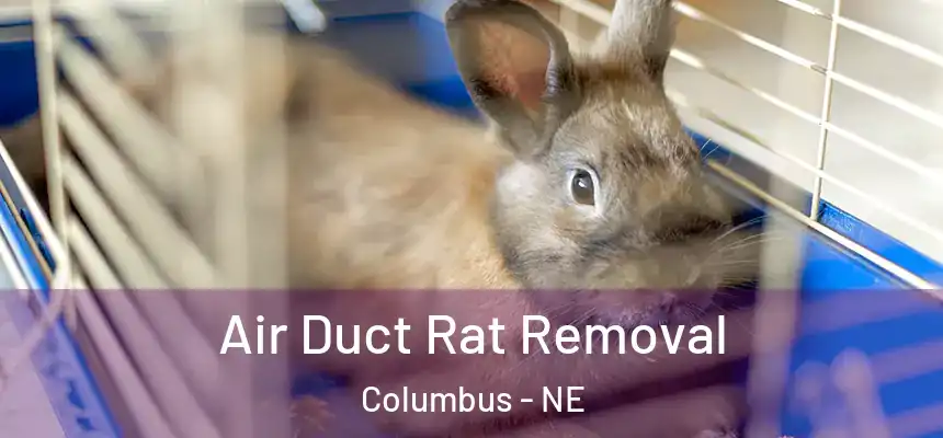  Air Duct Rat Removal Columbus - NE